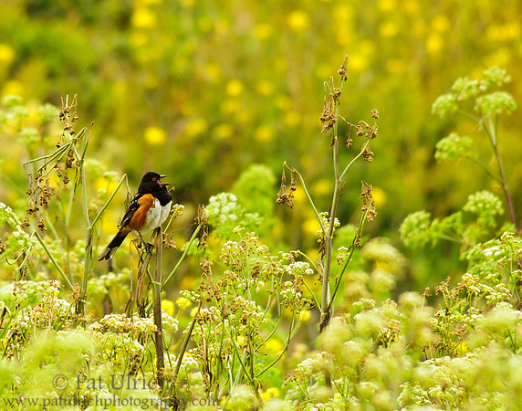 Spotted towhee in the wildflowers