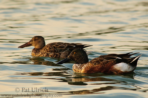 Northern shovelers at sunset