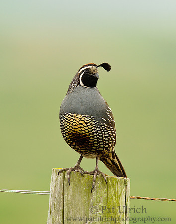 Coy quail set against green backdrop