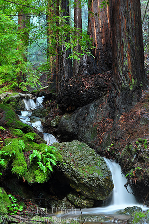 Redwoods and Waterfalls