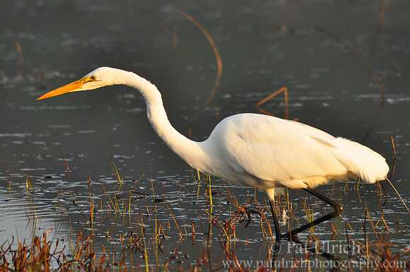 Great egret hunting