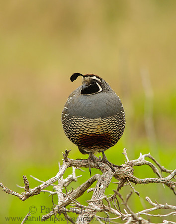 On the highest branch