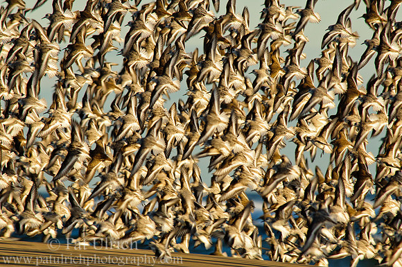 Sandpiper flight patterns