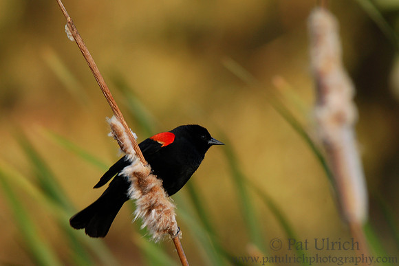 Red-winged blackbird