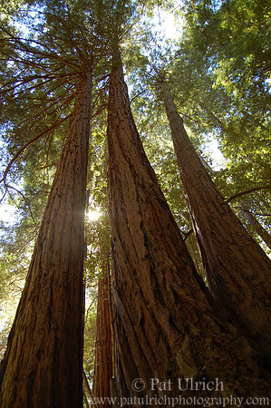 Coast redwoods