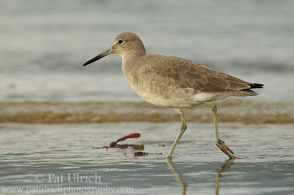 Cruising willet