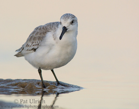 Sanderling on a tiny island