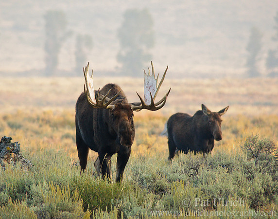 Moose pair in Grand Teton