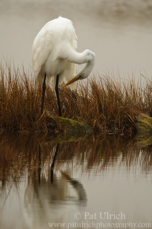 Preening egret, reflected