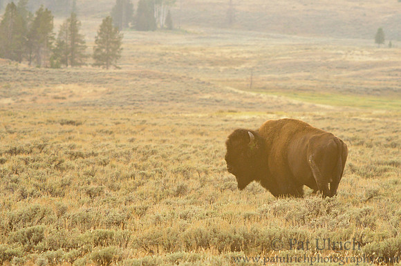 Bison in the sagebrush at sunset