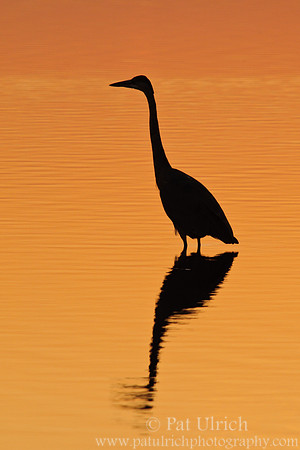 Silhouette of a heron