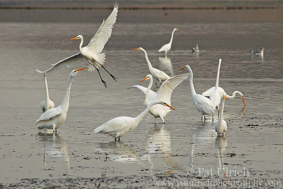 Great egrets