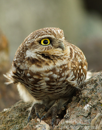 Burrowing Owl