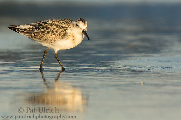 Sanderling across the sand