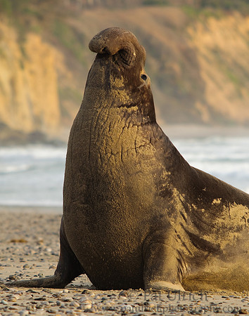 Displaying male elephant seal