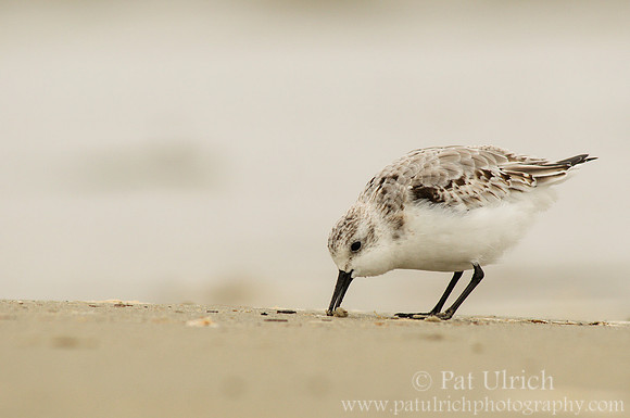 Feeding sanderling on the beach