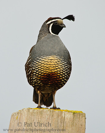 Posing Quail