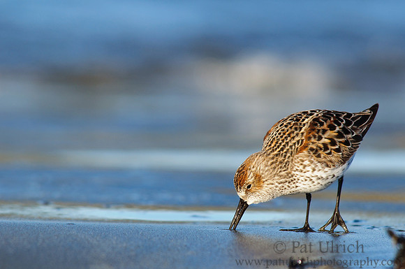 Western sandpiper in breeding colors