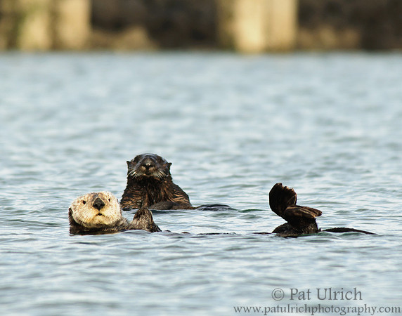 Southern sea otters