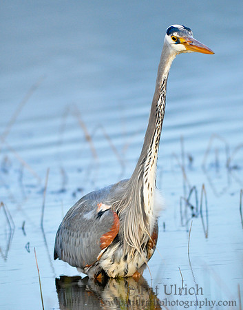 GBH Portrait
