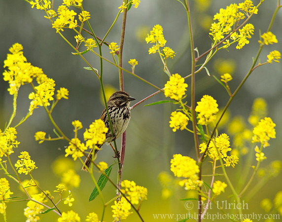 Song sparrow in spring flowers
