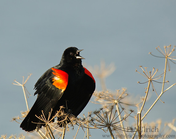 Blackbird song