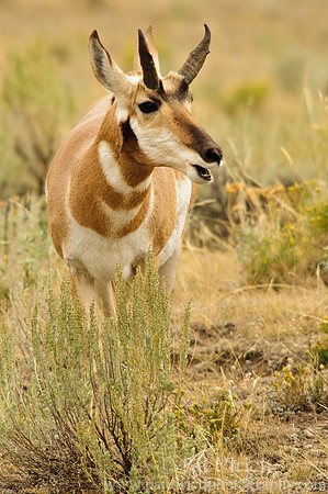 Pronghorn having a snack