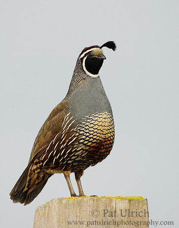 Male California Quail