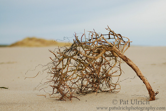 Beach tumbleweed