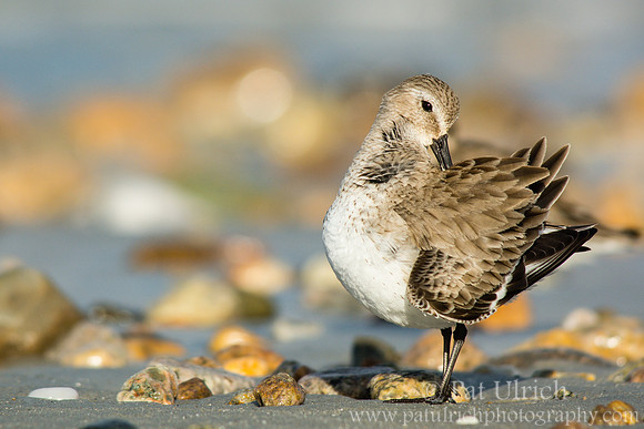 Dunlin preening among the stones