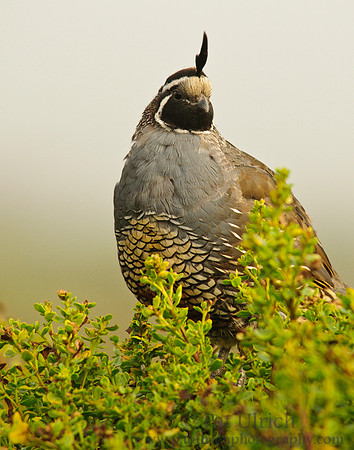Quail near Abbott's Lagoon