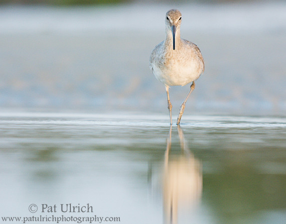 Willet with reflection
