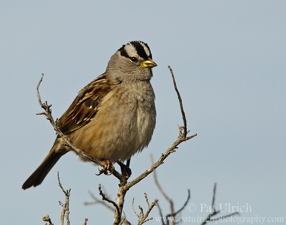 White-crowned sparrow in the branches
