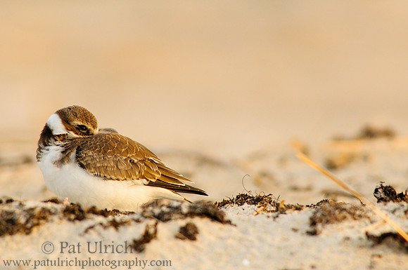 Semipalmated plover with warm sunset colors