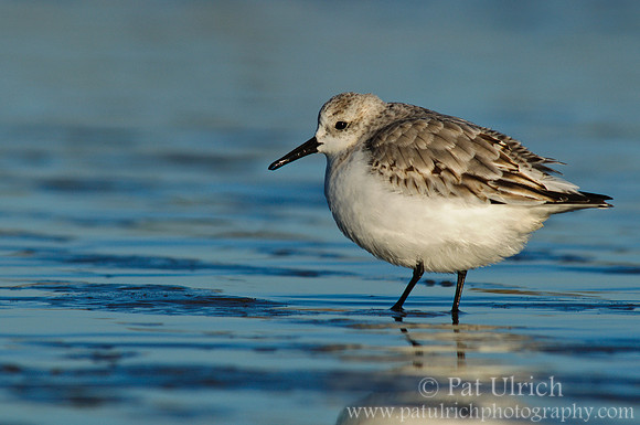 Puffed-up sanderling, Parker River NWR