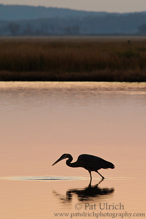 Great blue heron after sunset