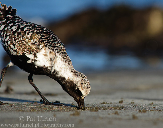 Plover pulling a worm #1