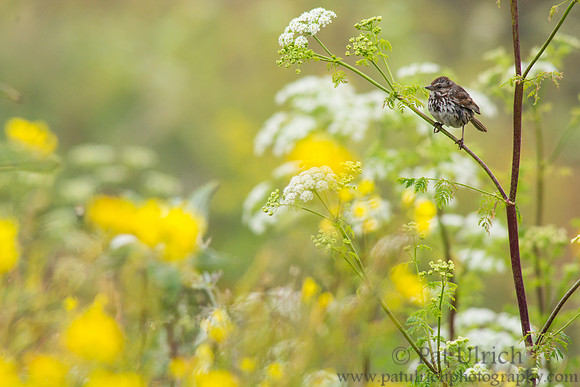 Song sparrow surveying the wildflowers