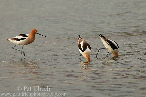 Feeding avocets