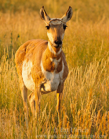 Pronghorn doe at sunrise