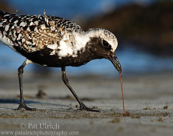 Plover pulling a worm #3