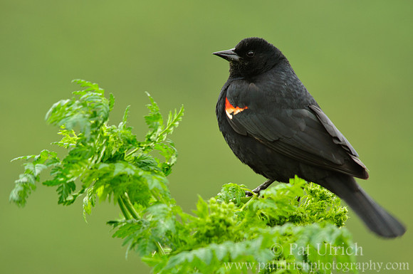 Red-winged blackbird