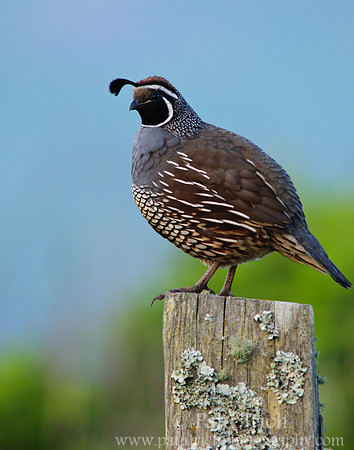 Evening quail