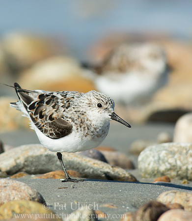 Sanderling among the stones