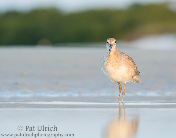 Willet calling on the beach