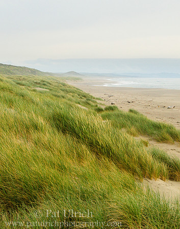 Dune grass on the Great Beach