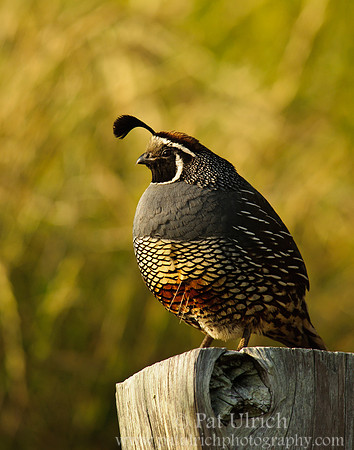 California quail at sunset