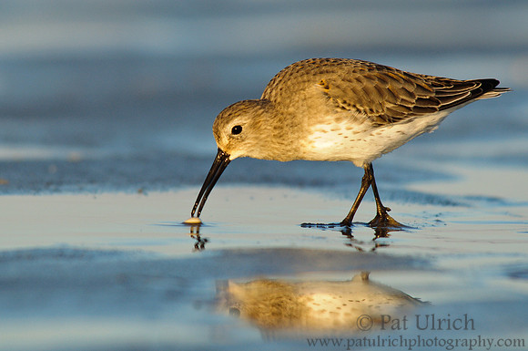 Dunlin checks out a clam