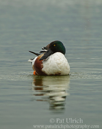 Shoveler at rest