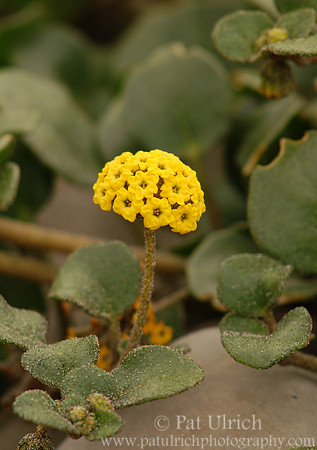 Cluster of flowers